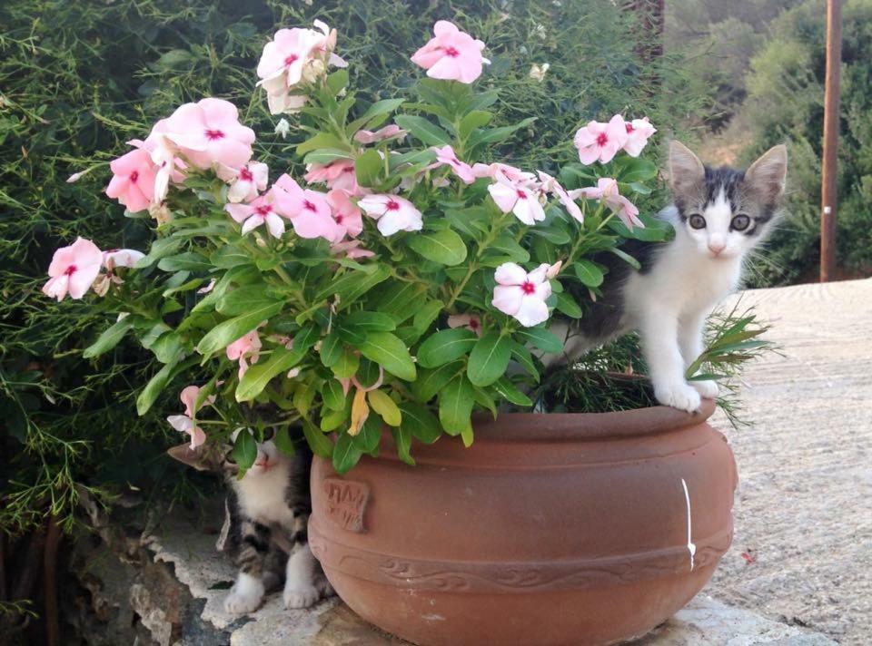 Villa Costa Studios Vathi  Dış mekan fotoğraf