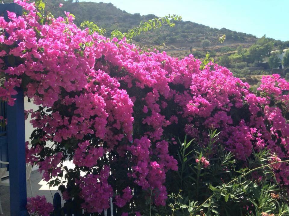 Villa Costa Studios Vathi  Dış mekan fotoğraf
