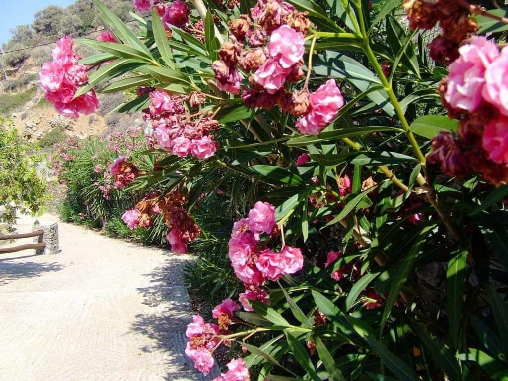 Villa Costa Studios Vathi  Dış mekan fotoğraf